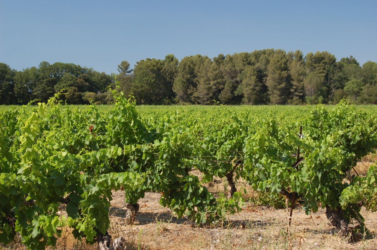Weinberg in der Region Aix-en-Provence